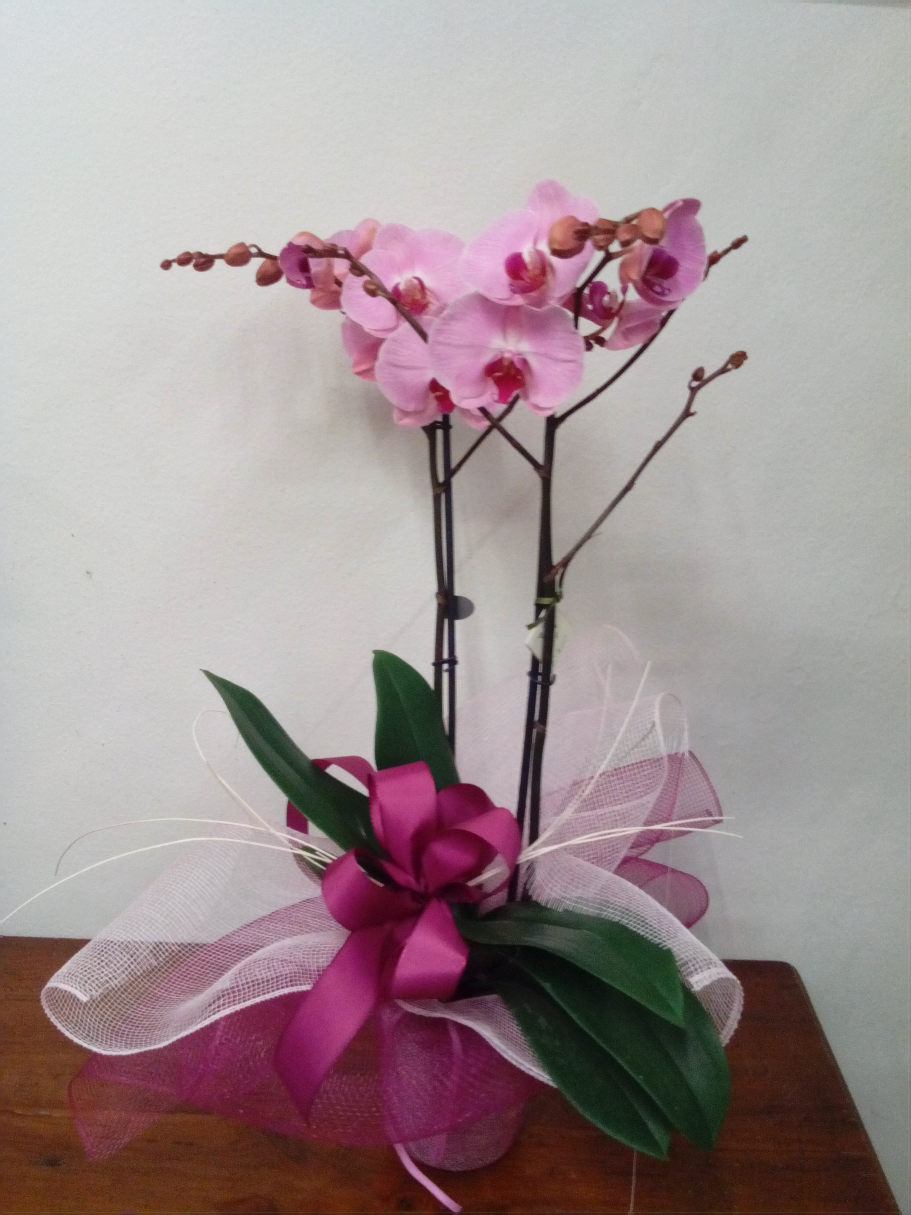 Orchidea Phalaenopsis 2 rami