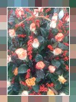 Cesto rose 