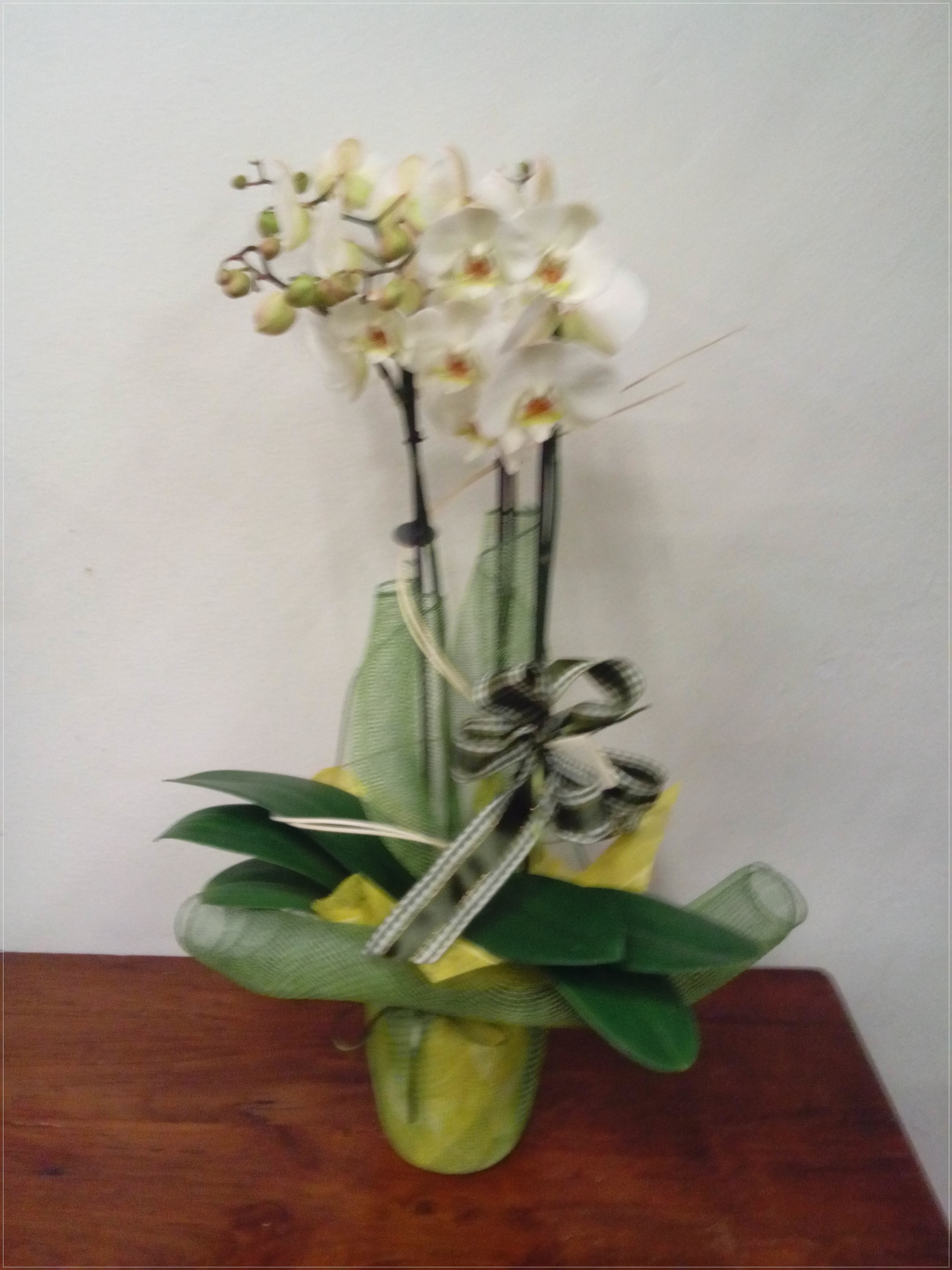 Orchidea Phalaenopsis 3 rami 