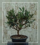Bonsai Olivo