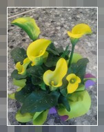 Calla color