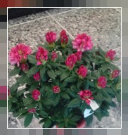 Rododendro