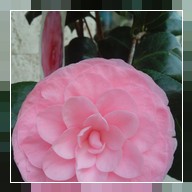 Camelia