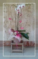 Orchidea Phalaenopsis maxi