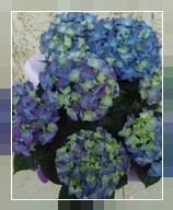Ortensia piccola