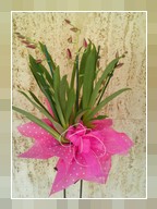 Orchidea Miltonia 