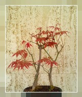 Bonsai Acero Boschetto