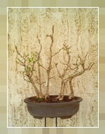 Bonsai Ginko Boschetto
