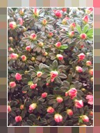 Azalea