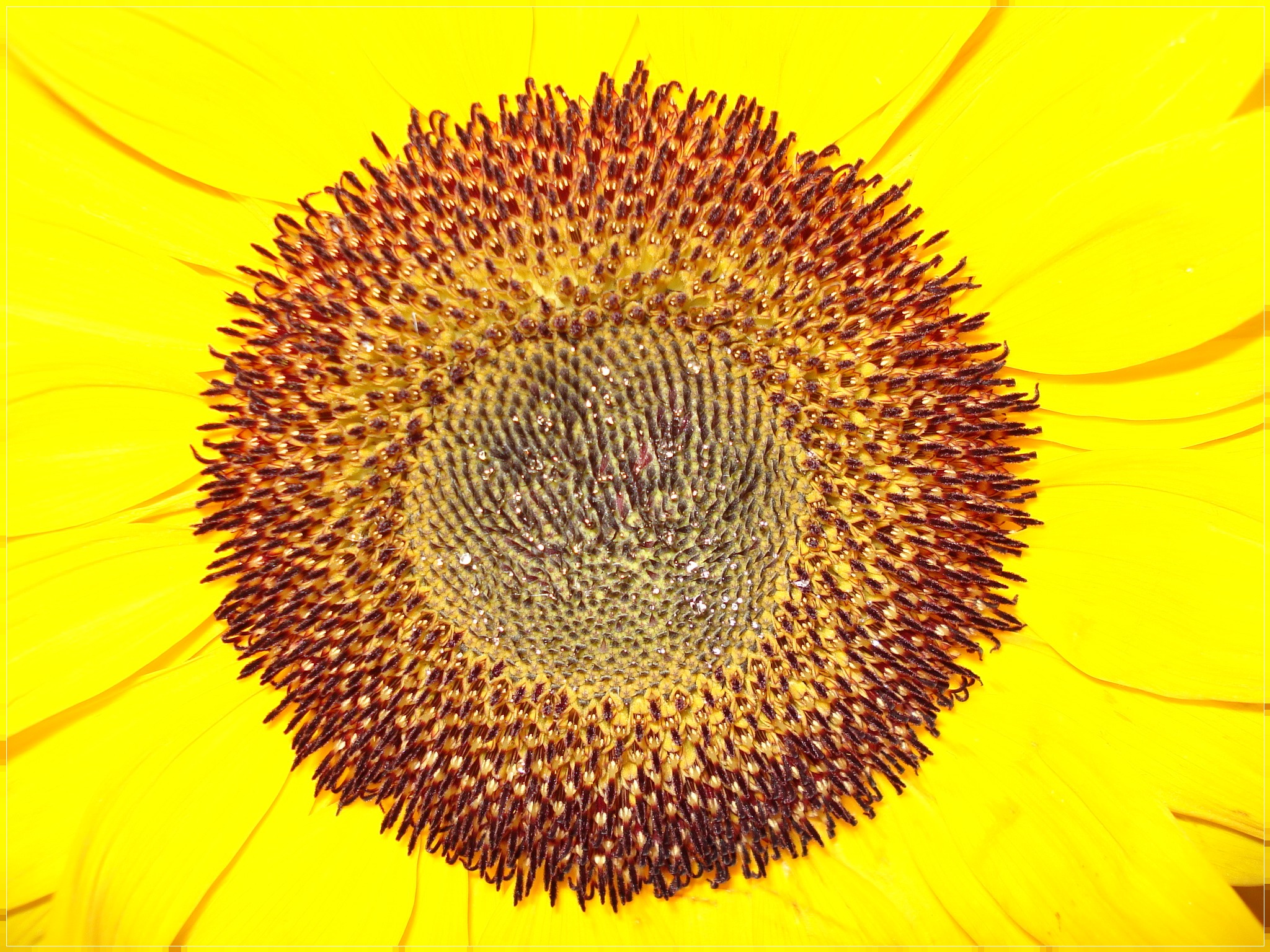 mazzo girasole