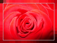 rose rosse n°3 gambo lungo