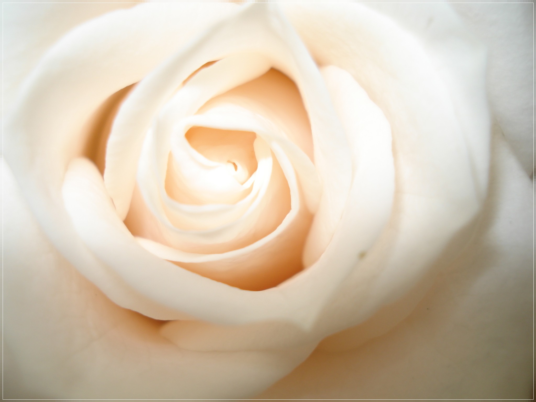 rose gambo lungo a  tua scelta