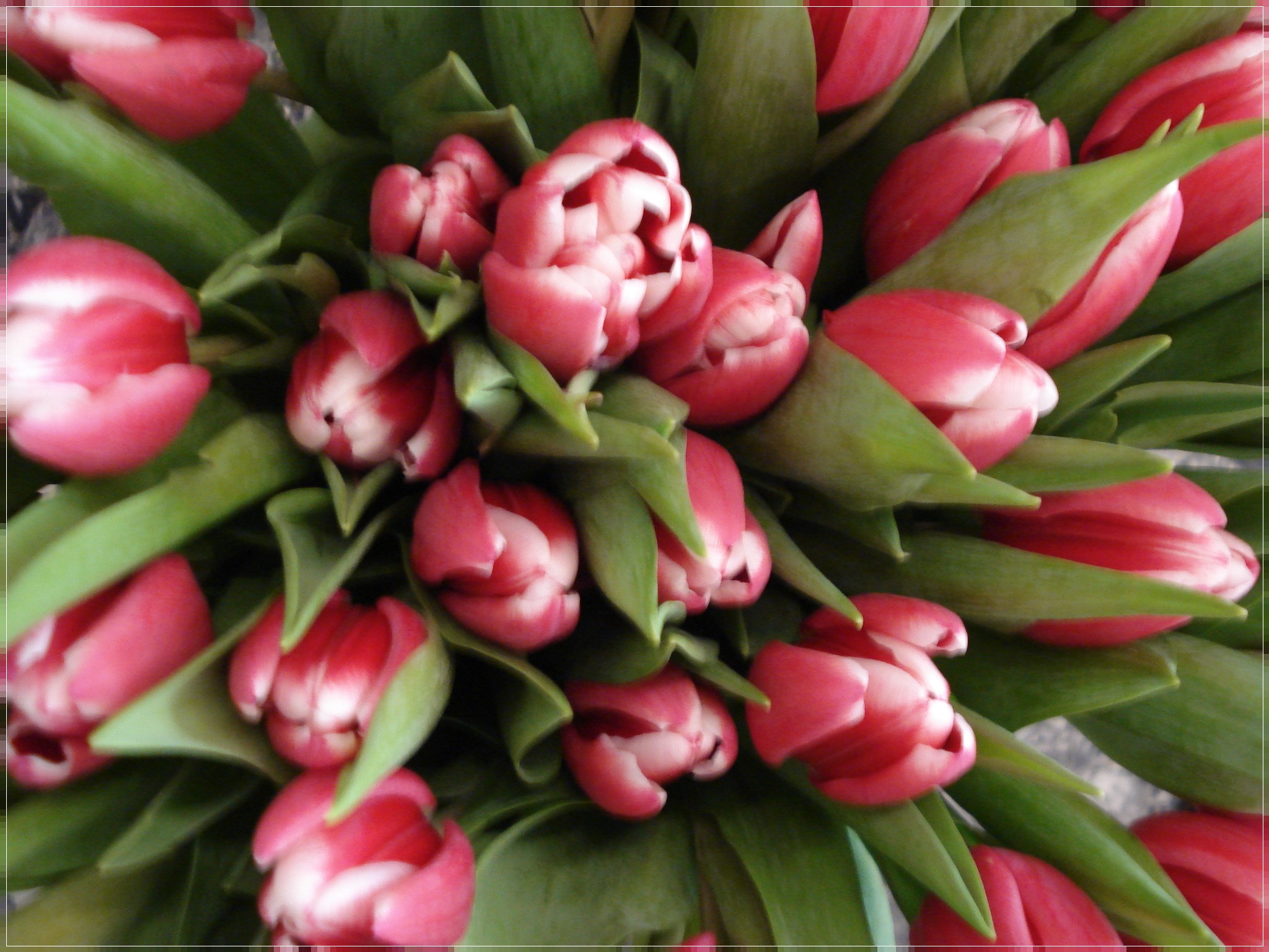 bouquet tulipani