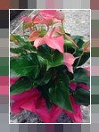 Anthurium