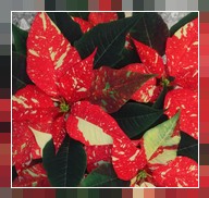 Pianta stella di Natale piccola