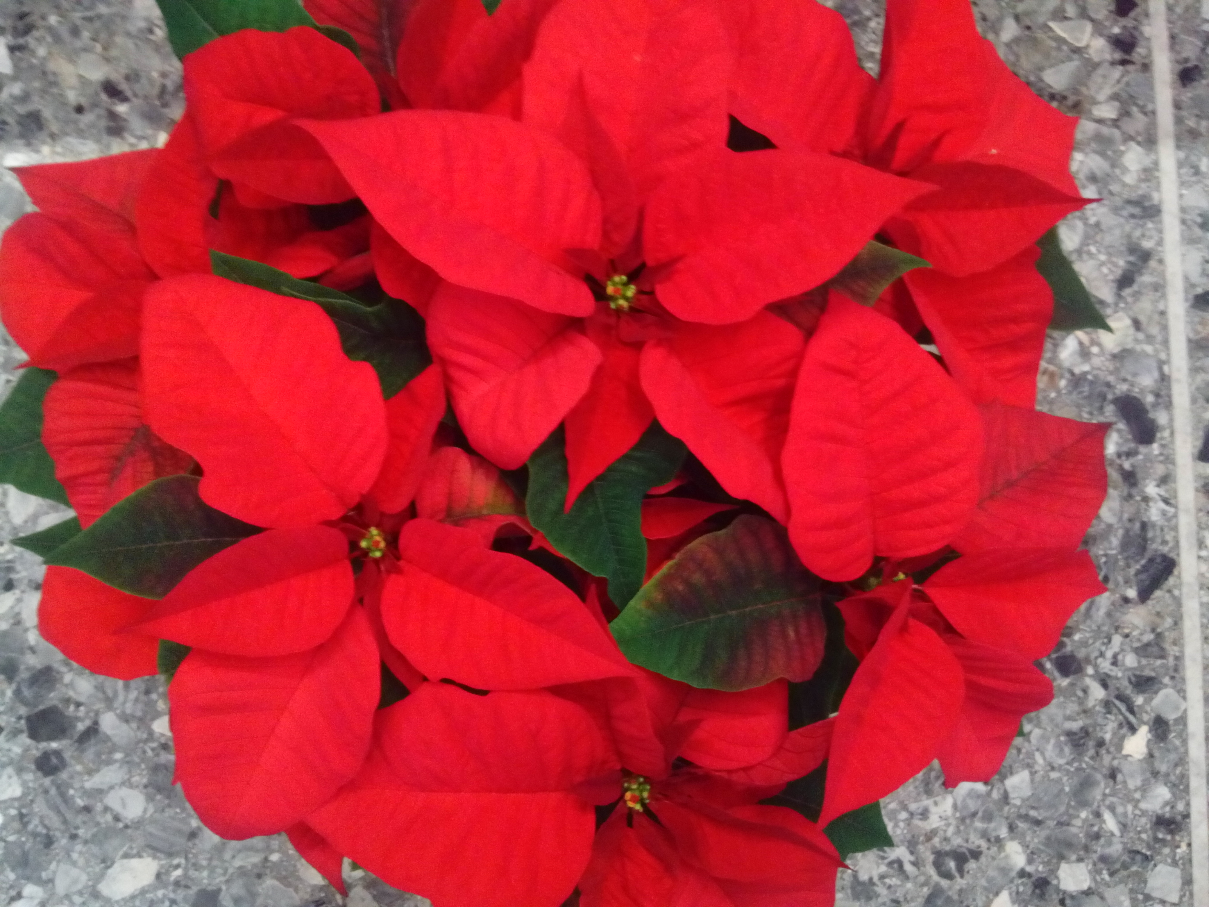 Pianta stella di Natale grande
