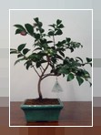 Bonsai Camelia
