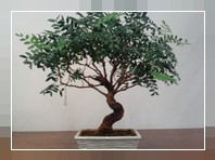 Bonsai Pistacchio