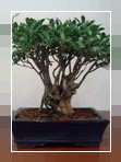 Bonsai Ficus
