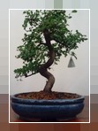 Bonsai Olmo Giappinese