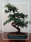 Bonsai Carmona
