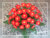 Cesto gerbera