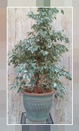 Ficus benjamina starligth
