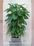 Potos aureum
