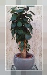 Polyscias
