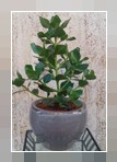 Ficus