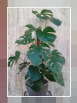 Monstera