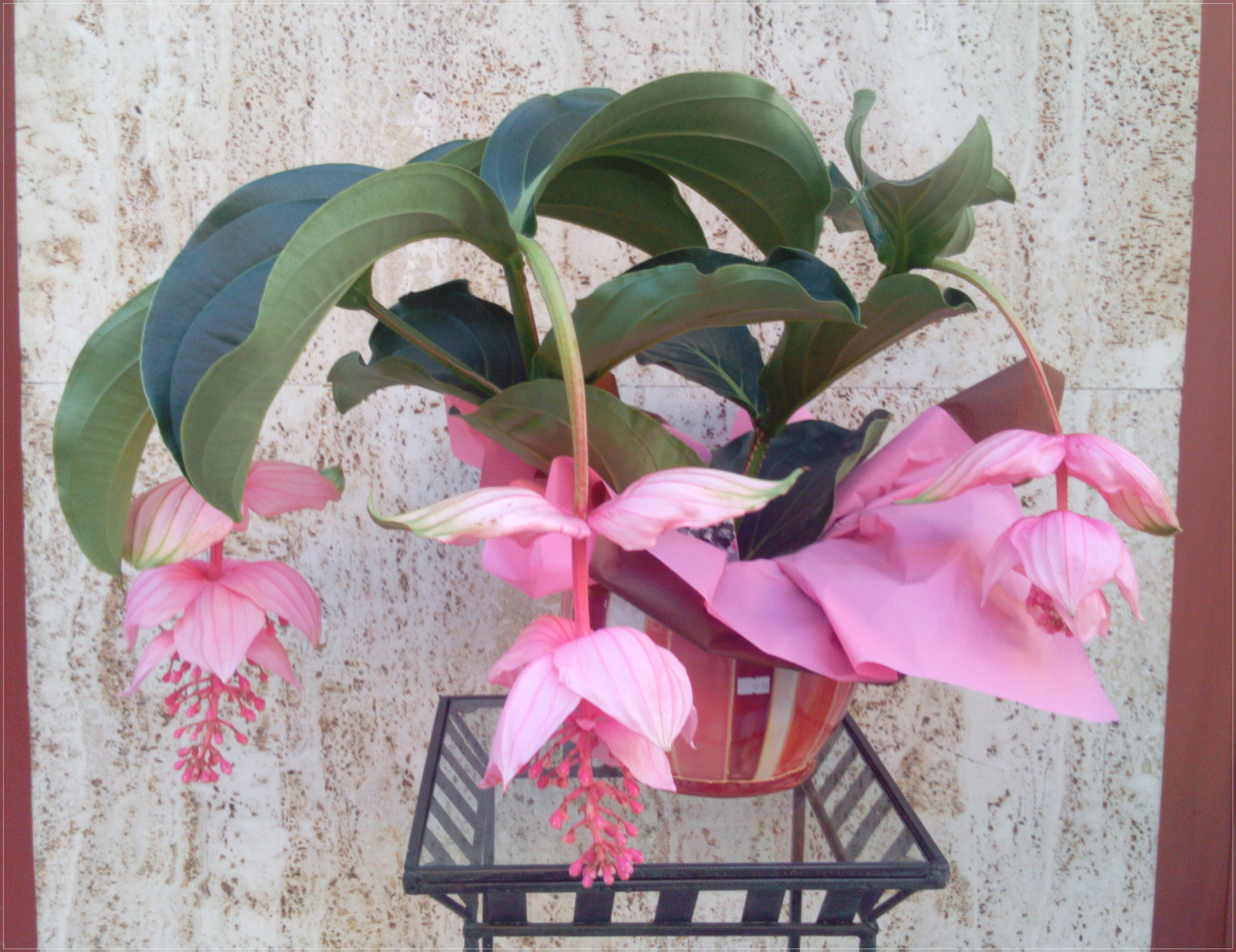 Medinilla