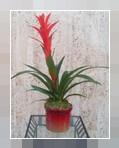 Guzmania 