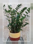 Zamioculcas con confezione regalo