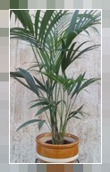 Chenzia howea