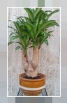 Dracaena fragrans 