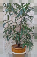 Ficus binnendiikii