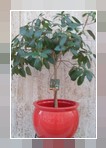 Ficus australian 