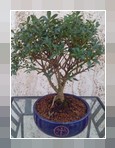 Bonsai Ilex 
