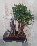 Bonsai Ficus con roccia